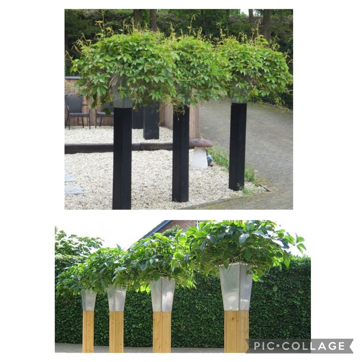 KlimplantenAmsterdam tweet media