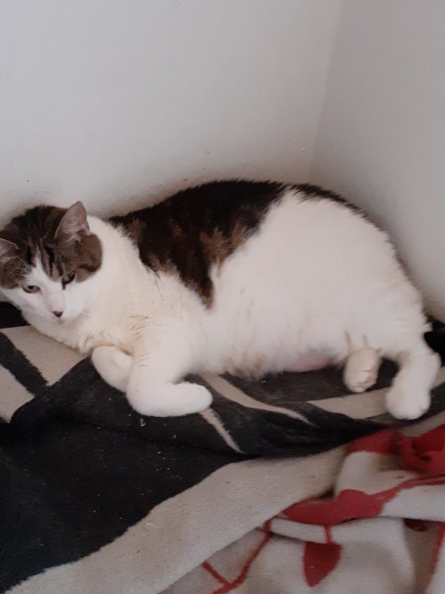 Vicky laying in another fave spot relaxing....look at her shes sooo beautiful...how can u not love her...we love her loads 🩷😻😘🥰😍 #CatsOnX  #CatsOnTwitter  #catlover #CatsLover