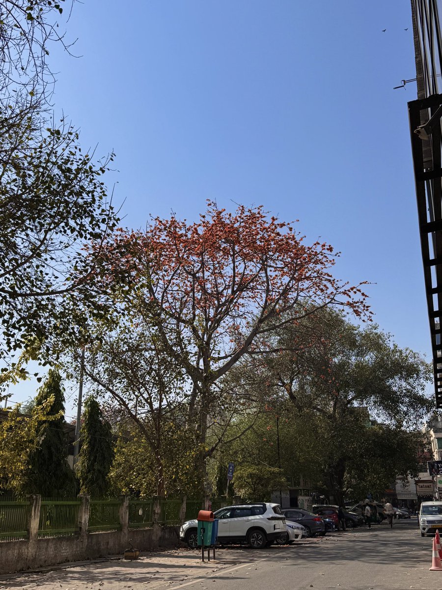 citizenkamath's tweet photo. ‘Tis the season to follow Semal!!
Love this time of the year in #Delhi
#CitizenKamath #DelhiTrees #Semal https://t.co/ECmcSbld8e