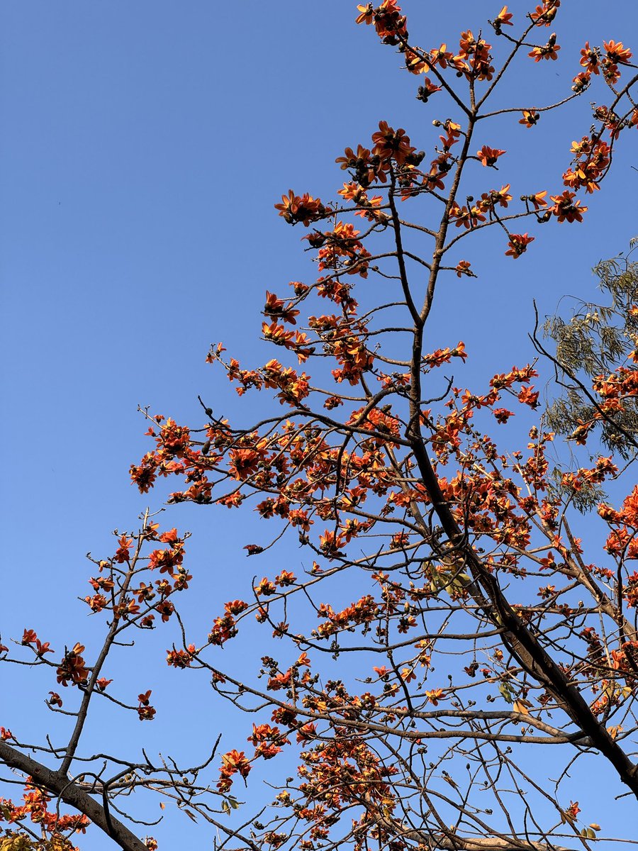 citizenkamath's tweet photo. ‘Tis the season to follow Semal!!
Love this time of the year in #Delhi
#CitizenKamath #DelhiTrees #Semal https://t.co/ECmcSbld8e