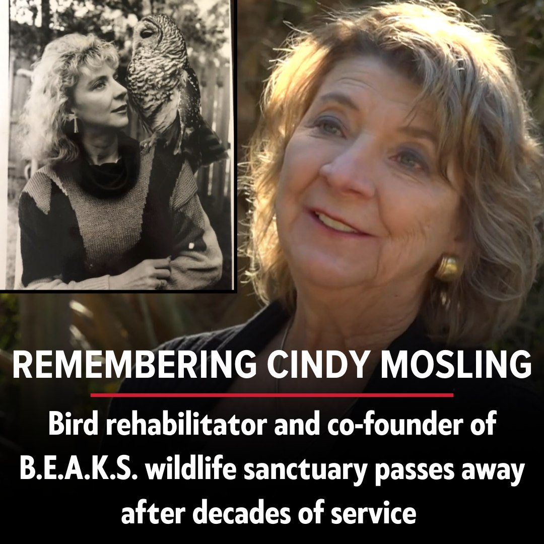 Vibe Coding C tweet media