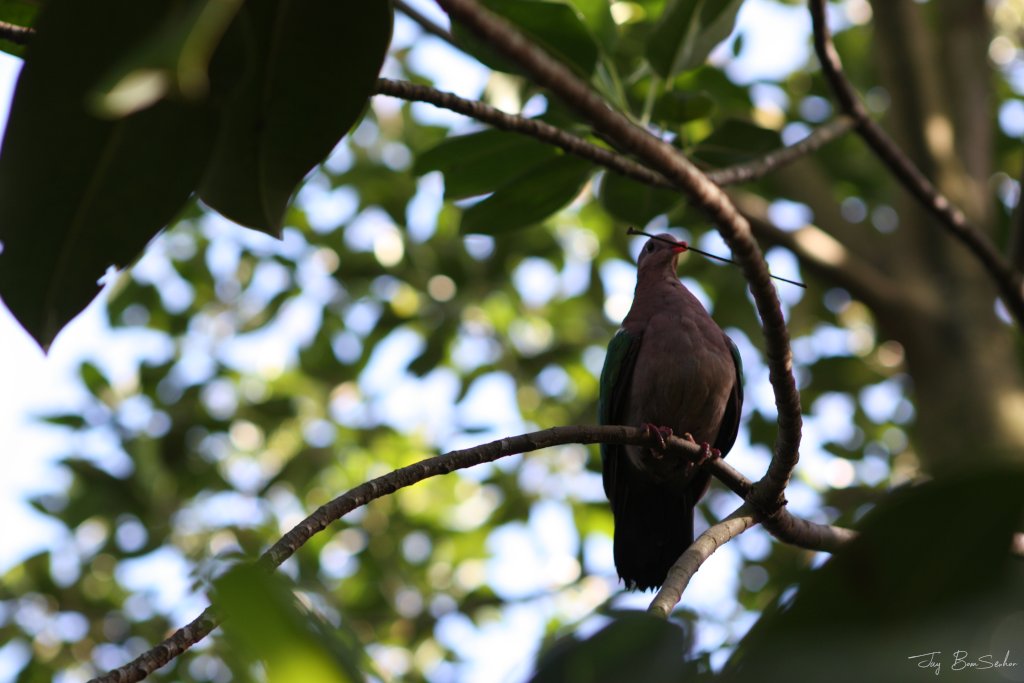 Let’s see your bird photographs!  🦆📷
