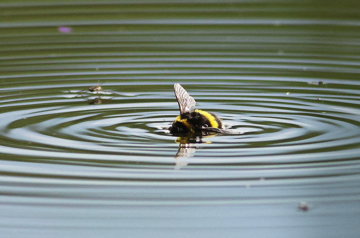 manuelacasasoli's tweet image. Read how terrestrial #insects may persist in flood-prone habitats.

A new study "reveals that diapausing bumble bee queens survive and recover from prolonged flooding through a combination of underwater respiration and anaerobic metabolism in a state of profound metabolic