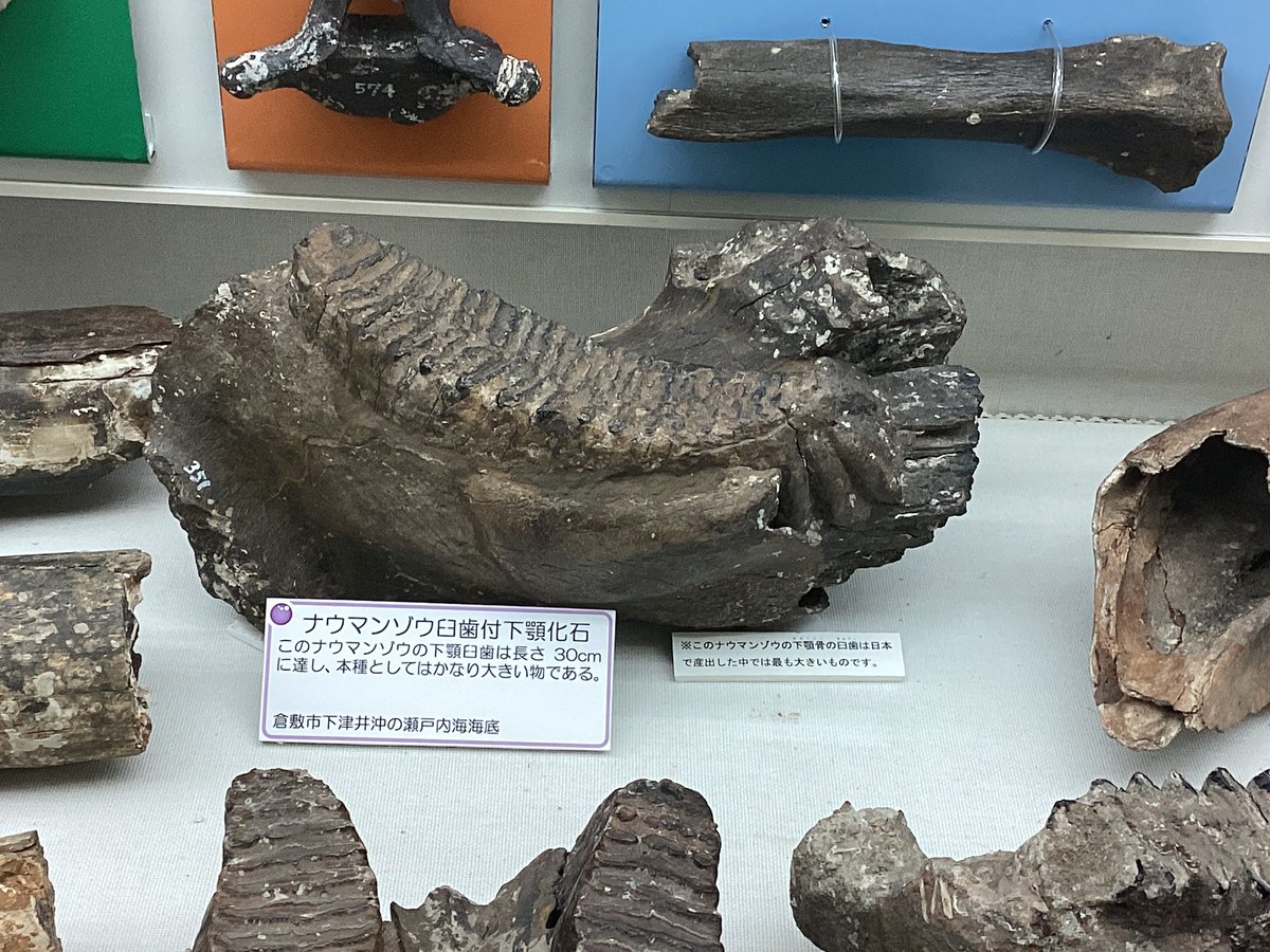 岡山県の倉敷市立自然史博物館には、忠類ナウマン象全身骨格の第11号 