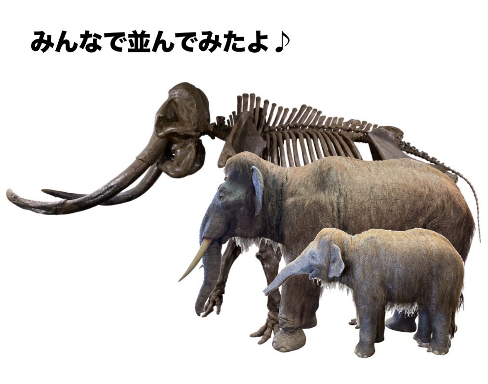 ハンガリー産 メリジオナリスゾウの環椎骨化石 人類が遺したカットマークとネコ科動物の噛み跡のあるスペイン産のメリ