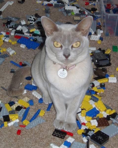 My beautiful 17 year old Phoebe had to be put to sleep last night as she had become very unwell. It’s so heartbreaking . My son is 18 and they have been life long friends . She was a vocal bossy Burmese but loving and funny too. We will miss her so much.