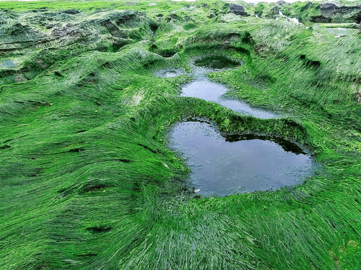 NewTaipeiGov's tweet photo. Along the coast of #Shimen in #NewTaipei, the shoreline looks like it is covered with an emerald carpet. 🌋Volcanic reef rocks, shaped by waves and winter monsoon winds, gradually grow layers of green seaweed. Spring is the best time to admire this natural wonder.🌅
📷FB吳森欉 https://t.co/Omzt6sqsMI