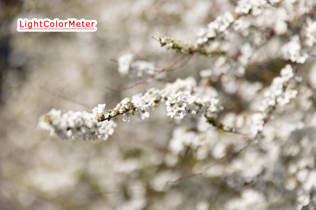 【公式】イメージビジョン(株) tweet media