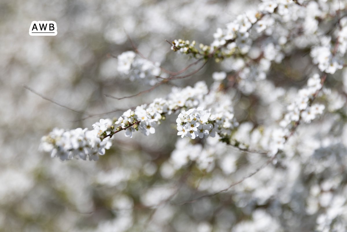 【公式】イメージビジョン(株) tweet media