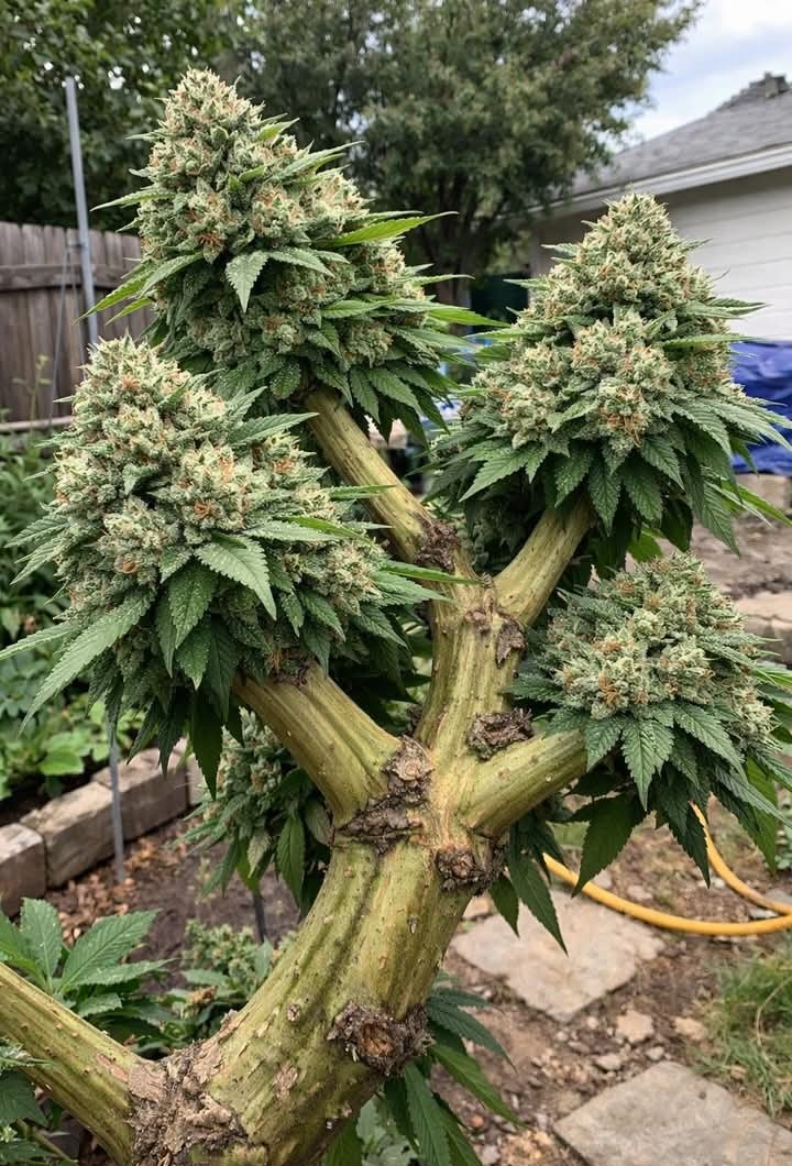 Artek Swaróg🌿💨🇵🇱 tweet media