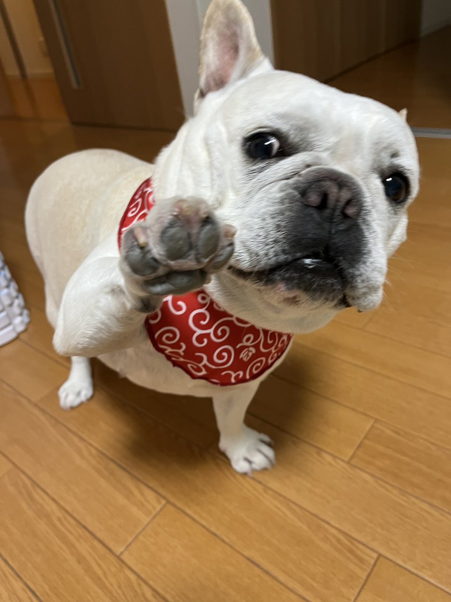 buhimecha's tweet photo. この前のトリミング後🥰
トリミングのあとはサラサラになって帰ってくる〜いつもはちょこっとベタベタ気味🤣(笑) https://t.co/H3KB3rJ6qj