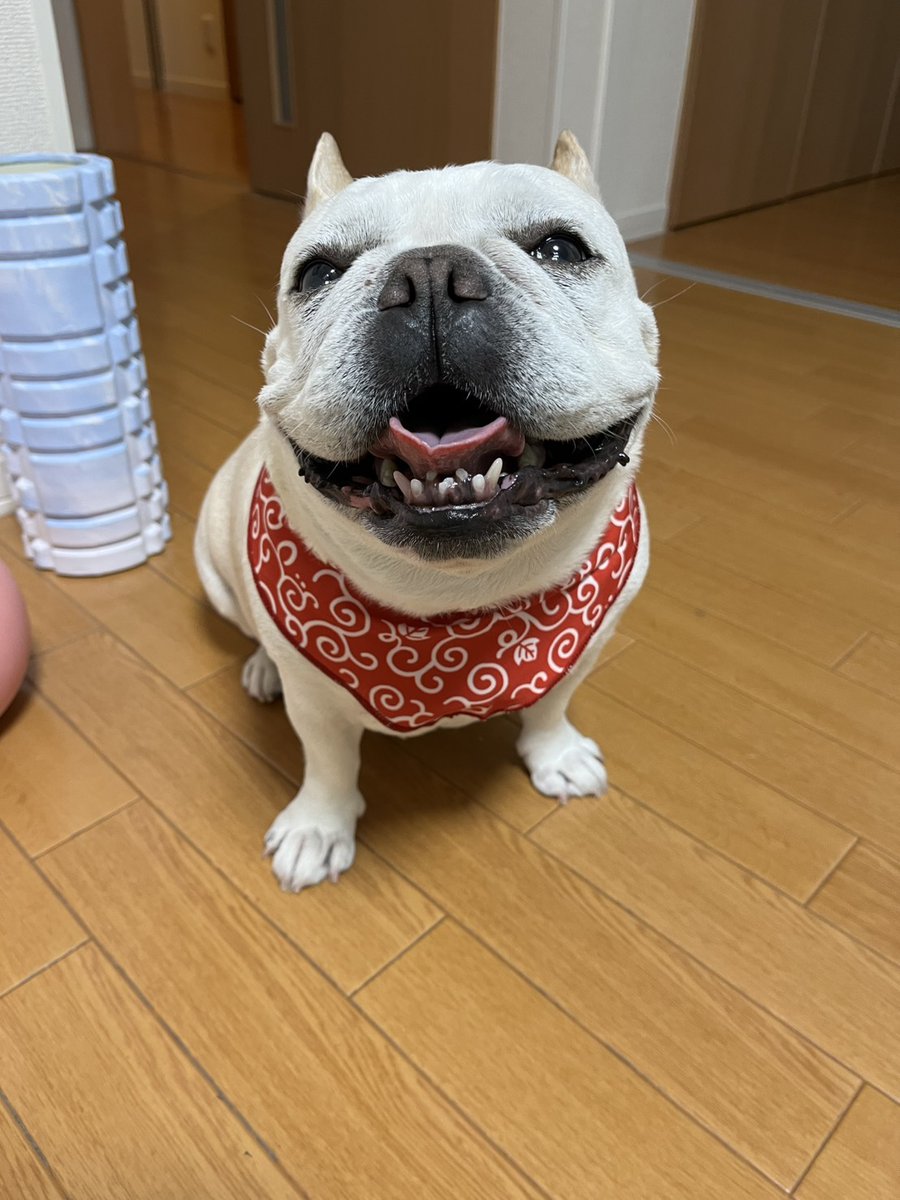 buhimecha's tweet photo. この前のトリミング後🥰
トリミングのあとはサラサラになって帰ってくる〜いつもはちょこっとベタベタ気味🤣(笑) https://t.co/H3KB3rJ6qj
