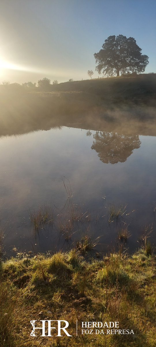 HerdadeFozdaRep's tweet photo. Enjoy the beauty of the Alentejo
https://t.co/H6MIVx4Ln6
#Alentejo #Nat5 https://t.co/SFyKx7WqK8