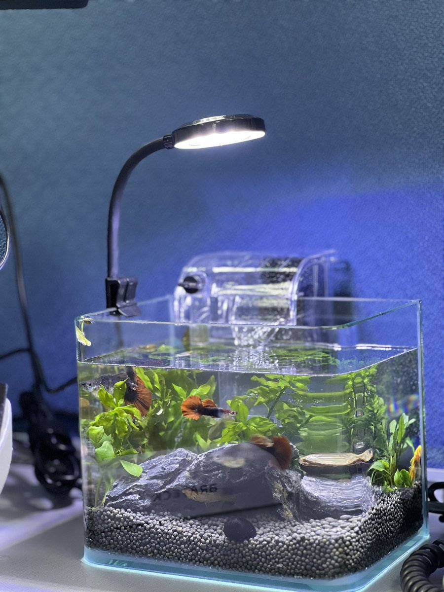 爆炒奶牛狗 tweet media