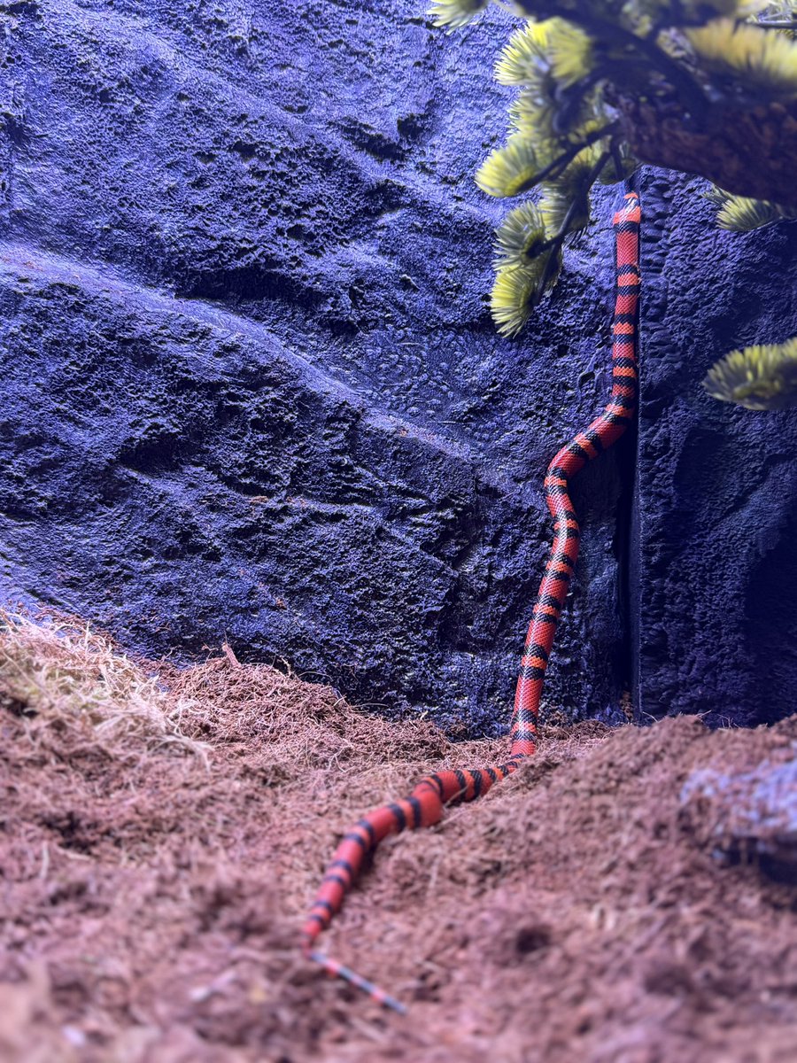 Alaska Guy tweet media