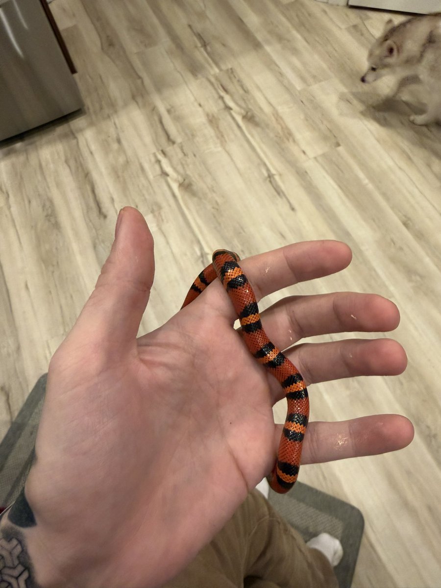 Alaska Guy tweet media