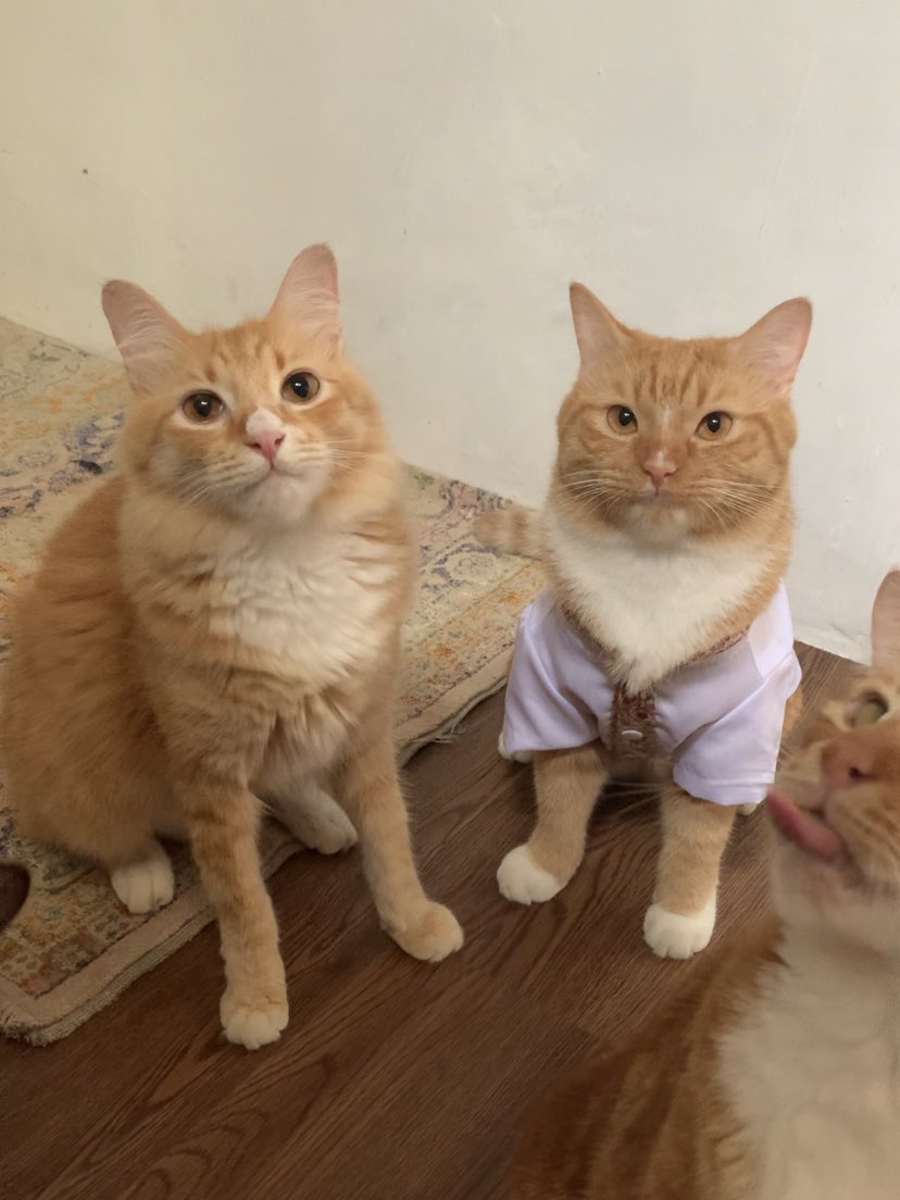 Sam 🦖 tweet media