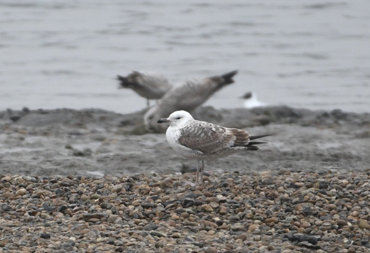 David Morrison tweet media