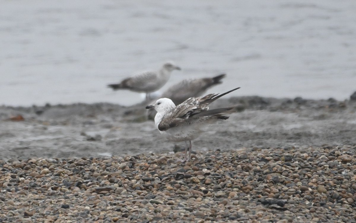 David Morrison tweet media