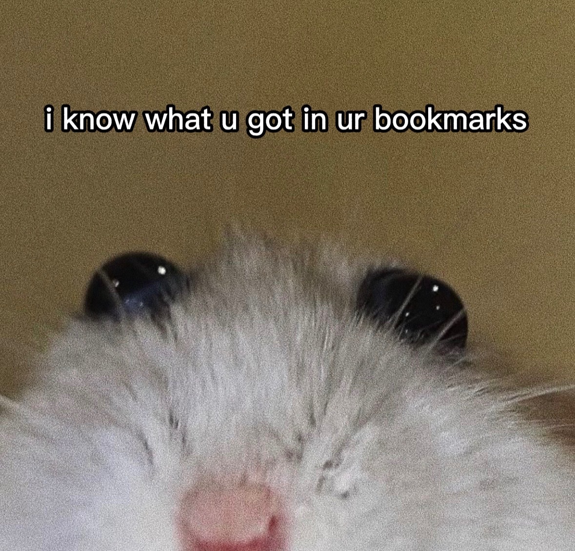 raccoon aesthetic. tweet media