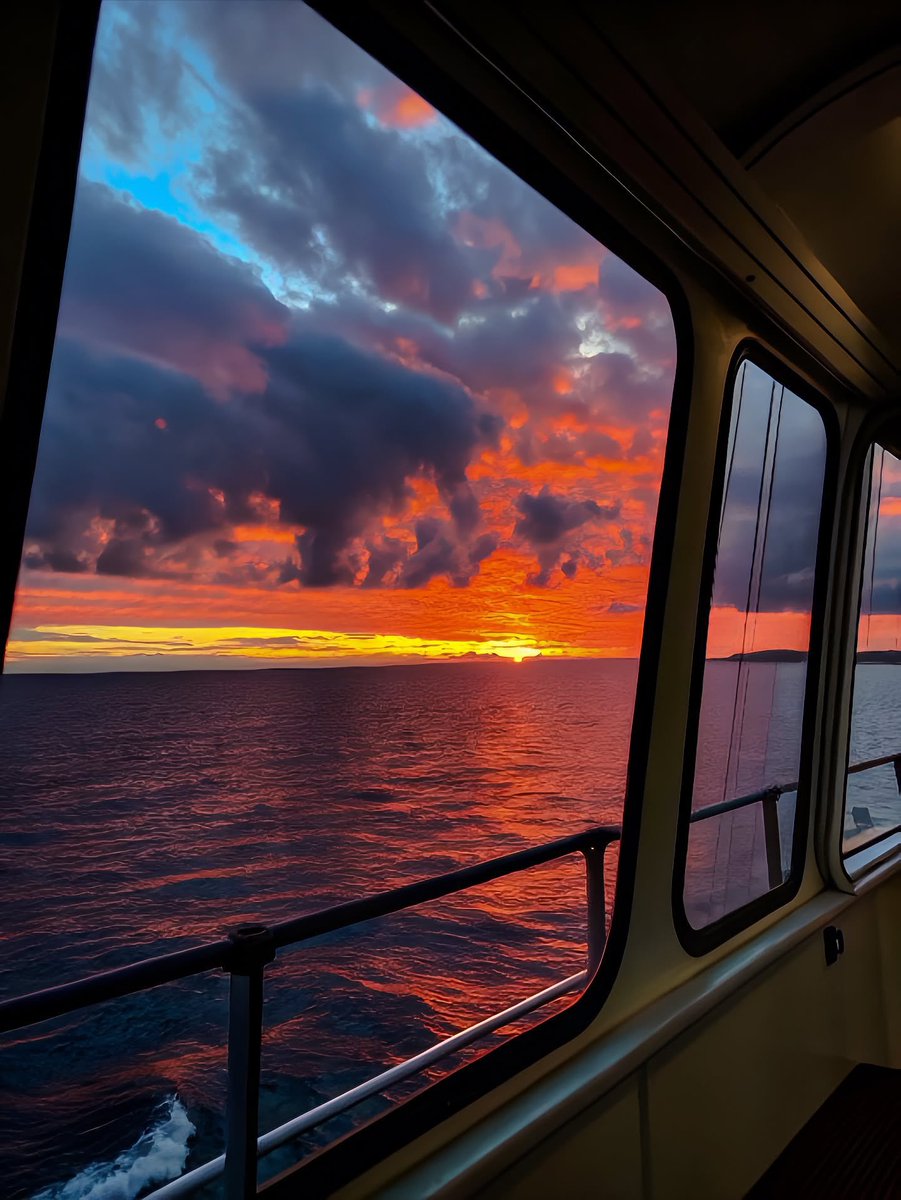 blossom. tweet media