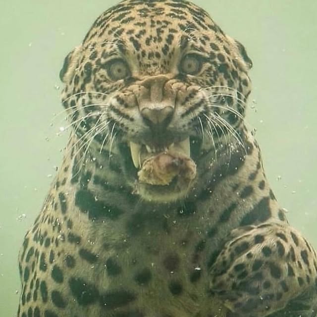 A jaguar diving underwater to catch food. One of the rarest image