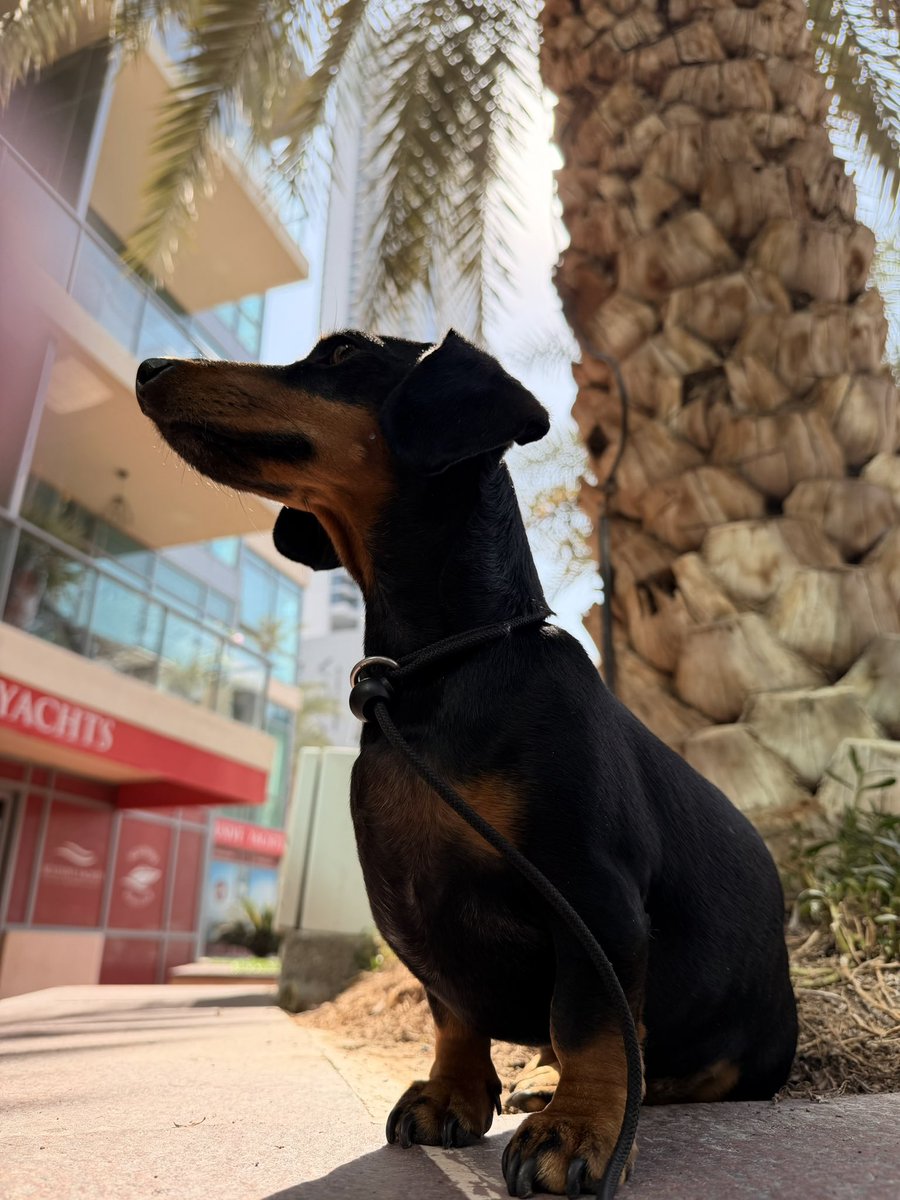 Patricia🇳🇱 الإمارات العربية المتحدة tweet media