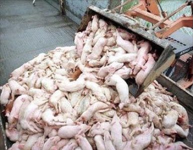 Graham Ⓐ 🏴 Ⓥ Use ALT tweet media