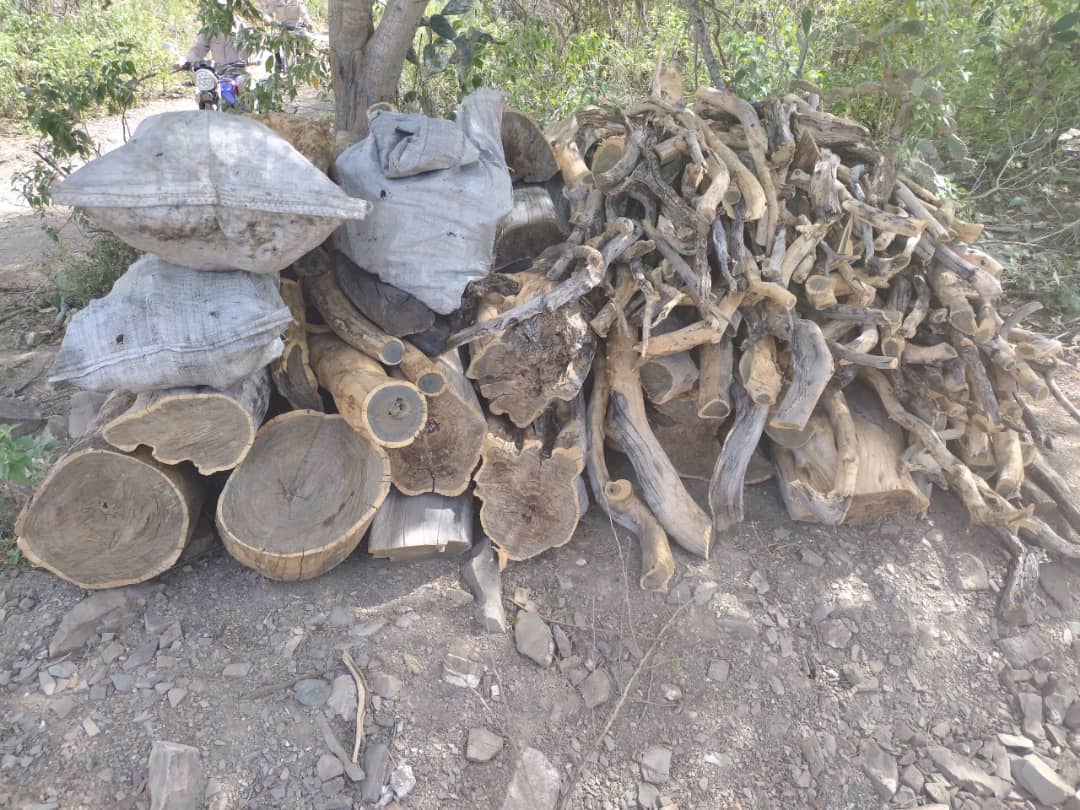 #12Mar Una grave situación ambiental se registra en el corazón del Parque Nacional Cerro Saroche, donde la tala masiva de ejemplares de Curarí ha encendido las alarmas de las comunidades locales. 

Más detalles AQUÍ: elinformadorve.com/12/03/2026/des…