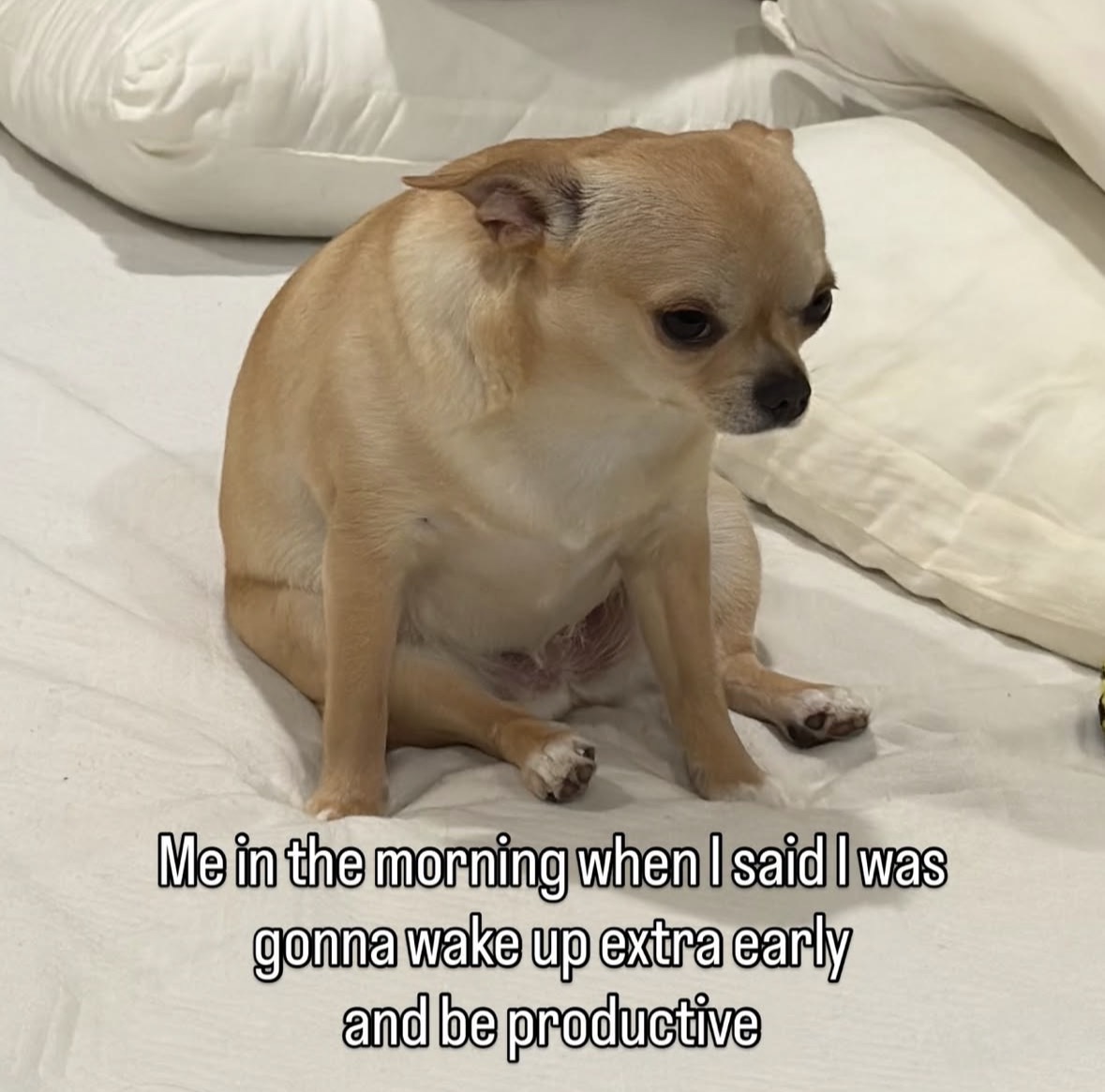 raccoon aesthetic. (@raccoonesthetic) on Twitter photo 