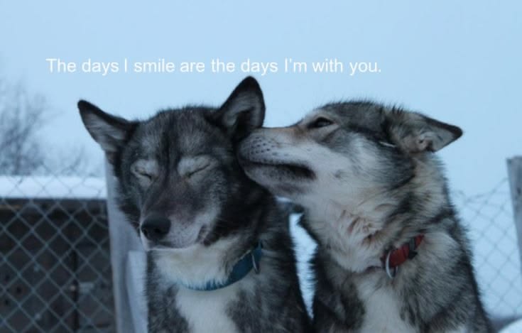 caninepoetry_'s tweet photo. https://t.co/5t7OwjeOQs