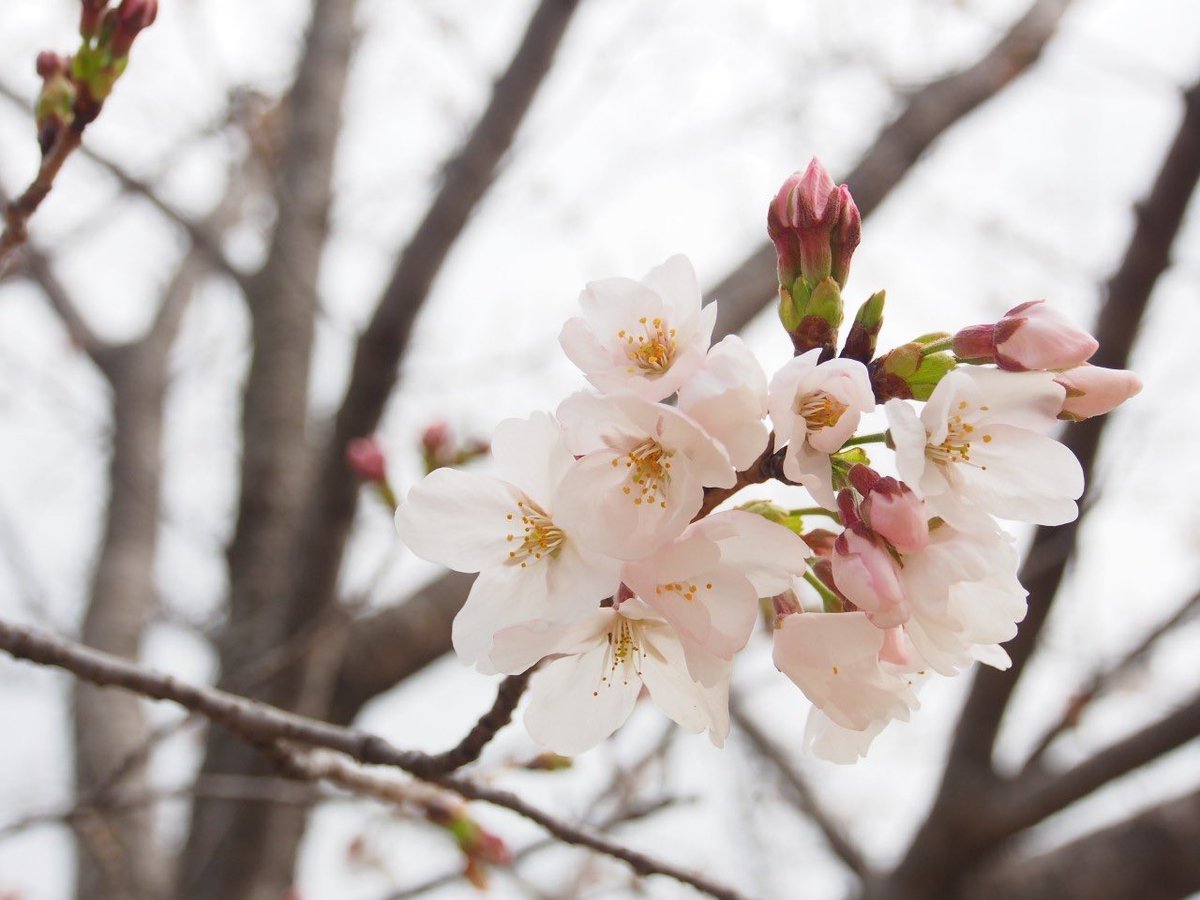 あや｜デザイン×オンライン秘書 tweet media