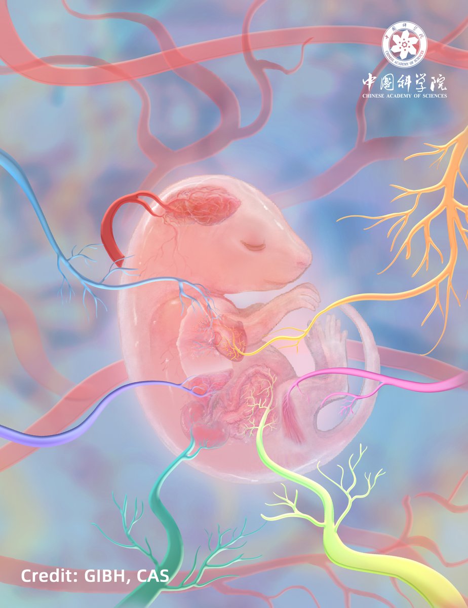 Chinese Academy of Sciences tweet media