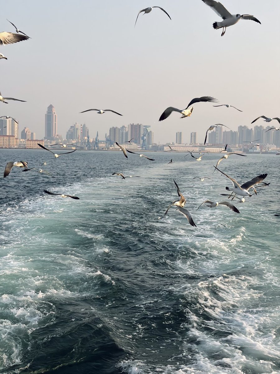goodok89's tweet photo. Seagulls no longer yearn for the sea. https://t.co/yHuPN2bRM6