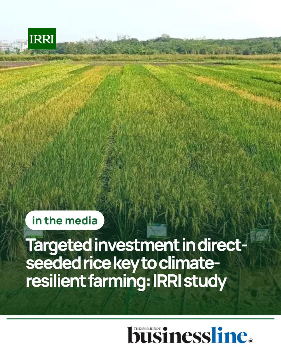 IRRI 🌾 tweet media