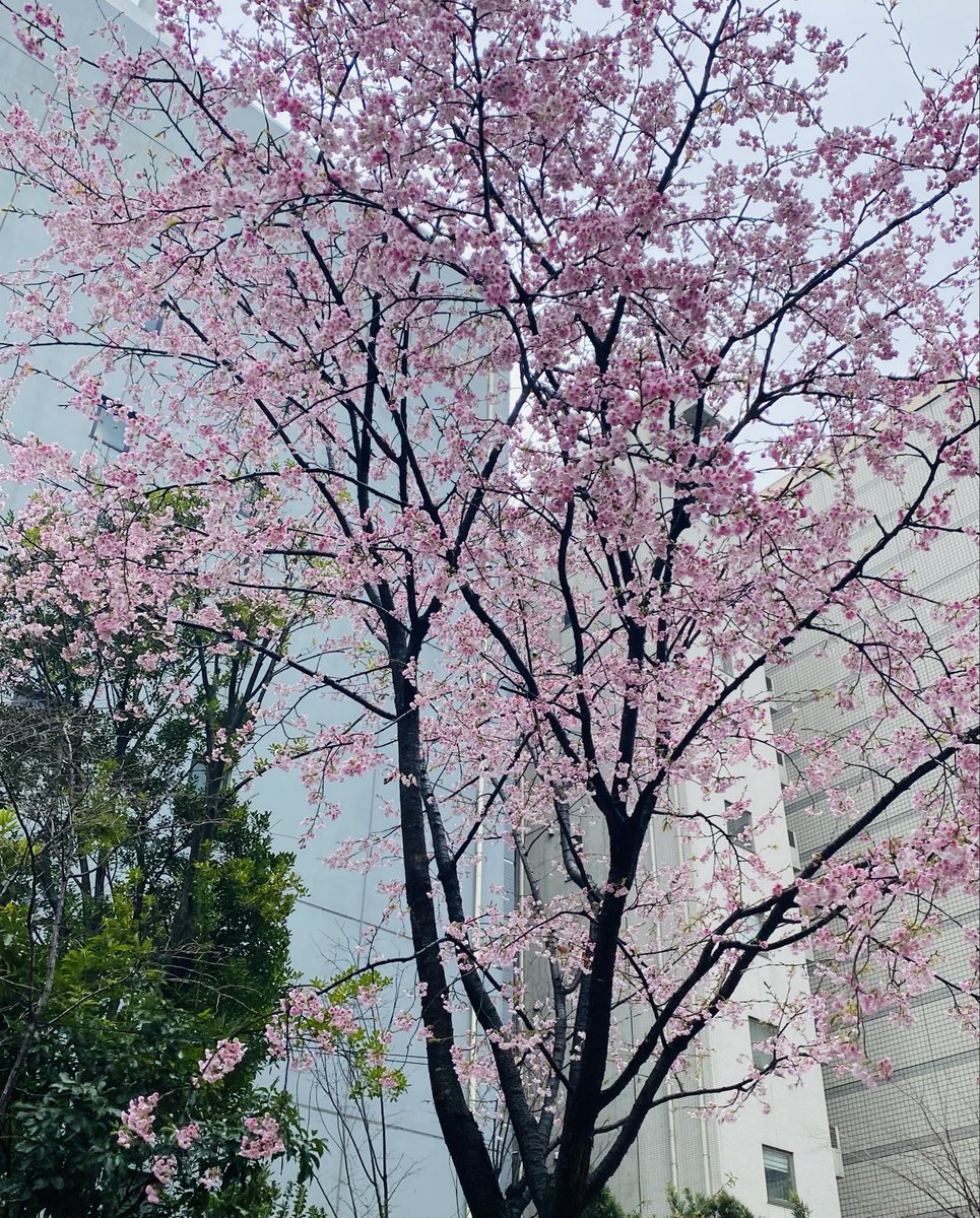 裕楽 -yura- tweet media