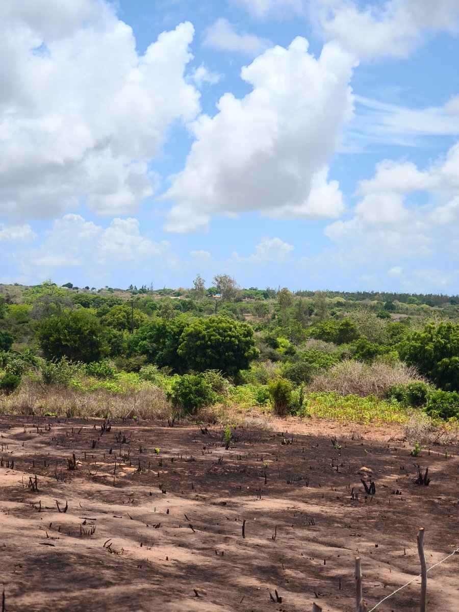 simonnestrock's tweet image. Magarini 50x100 Plots on sale. Just 20 minutes from the famous Mambrui sand dunes and Sandy Malindi beaches. Class and affordability in one picture, going at 200K and have Lipa mdogomdogo option of up to 6-months installments at 225K. Book a free Site visit to this gem.
#plots