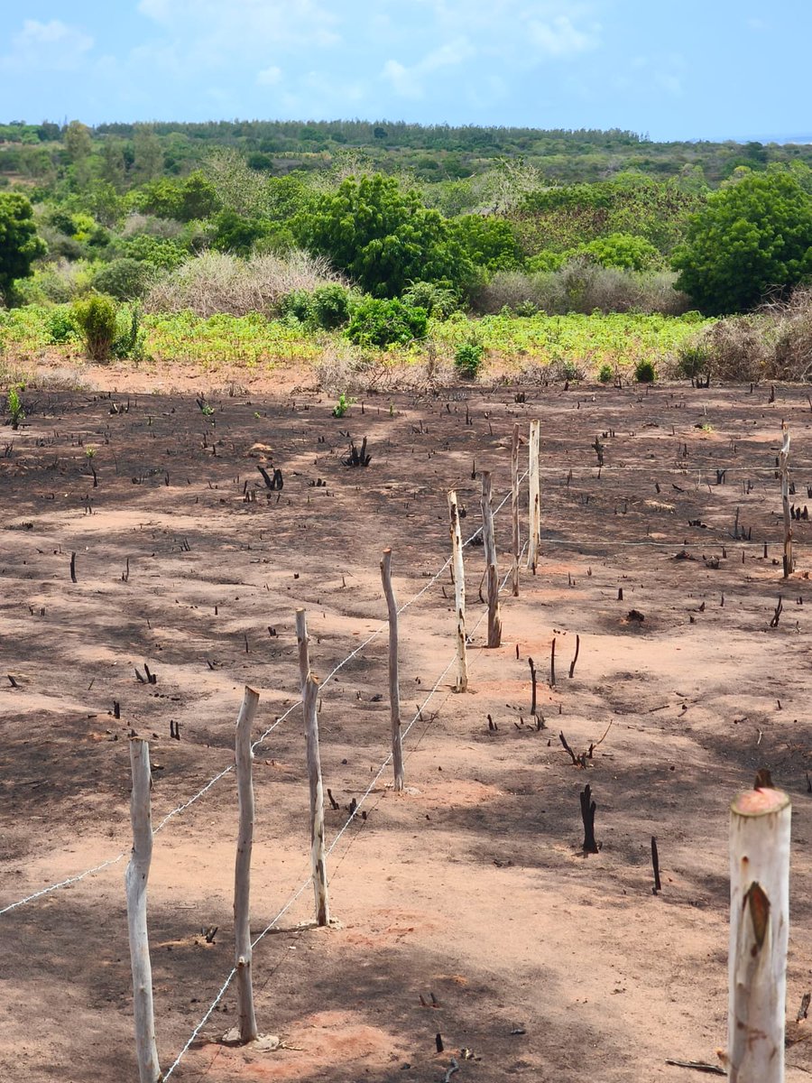simonnestrock's tweet image. Magarini 50x100 Plots on sale. Just 20 minutes from the famous Mambrui sand dunes and Sandy Malindi beaches. Class and affordability in one picture, going at 200K and have Lipa mdogomdogo option of up to 6-months installments at 225K. Book a free Site visit to this gem.
#plots