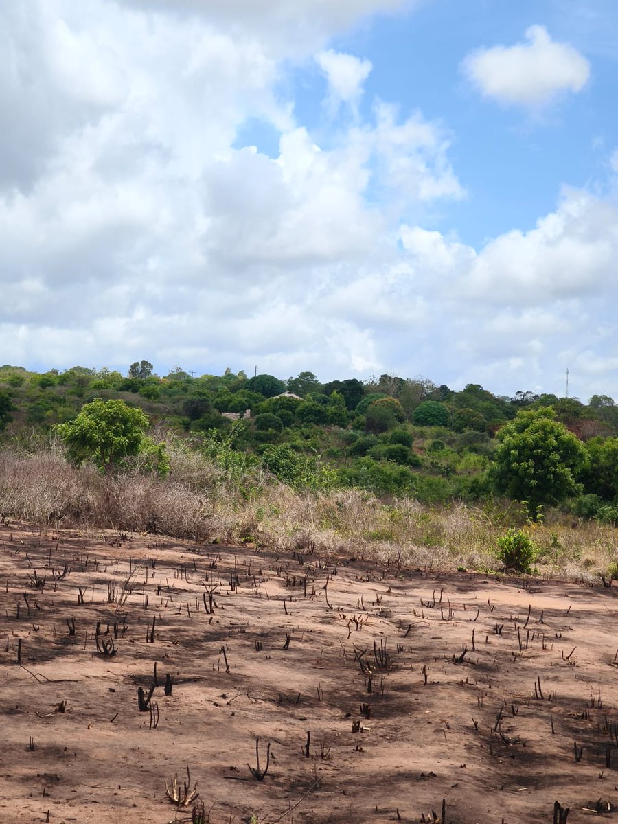 simonnestrock's tweet image. Magarini 50x100 Plots on sale. Just 20 minutes from the famous Mambrui sand dunes and Sandy Malindi beaches. Class and affordability in one picture, going at 200K and have Lipa mdogomdogo option of up to 6-months installments at 225K. Book a free Site visit to this gem.
#plots