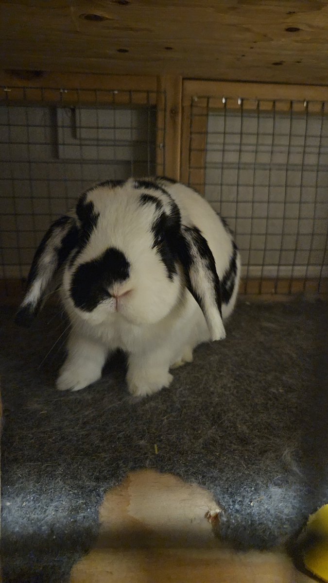 Daily bun no. 704.  He just chased Flopsy away from treat time.  Someone doesn't like sharing. 🐇