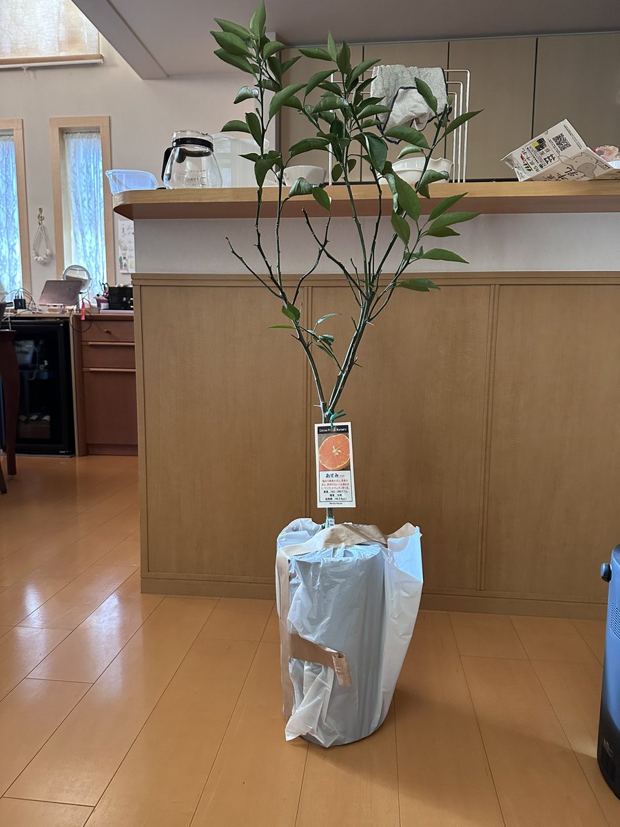 NATARIA0123's tweet photo. 今まで食べた中で1番美味かったみかんの木を買った。
これから毎年食べれるよう育成頑張る https://t.co/owNtrpW8jF