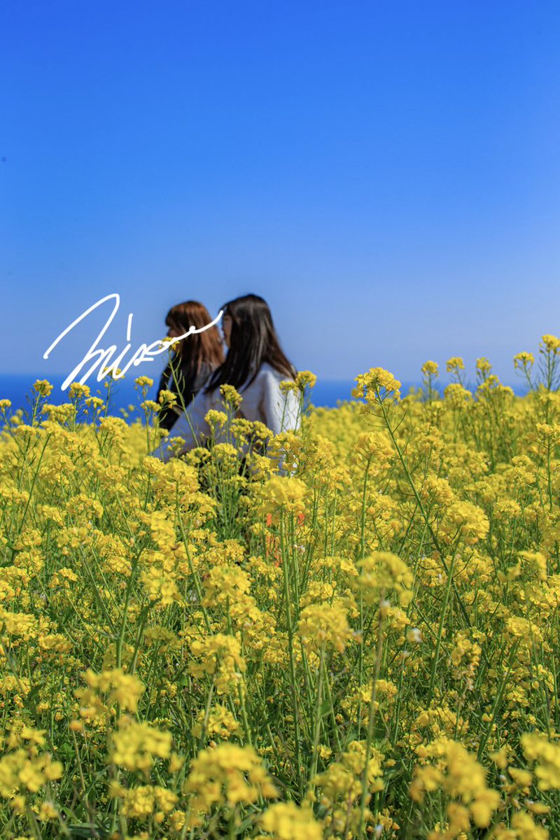 zerooffice11's tweet photo. 菜の花畑😊

#photo #photographer #japan #菜の花 #青空 #菜の花畑 https://t.co/yIfdcPIgcZ
