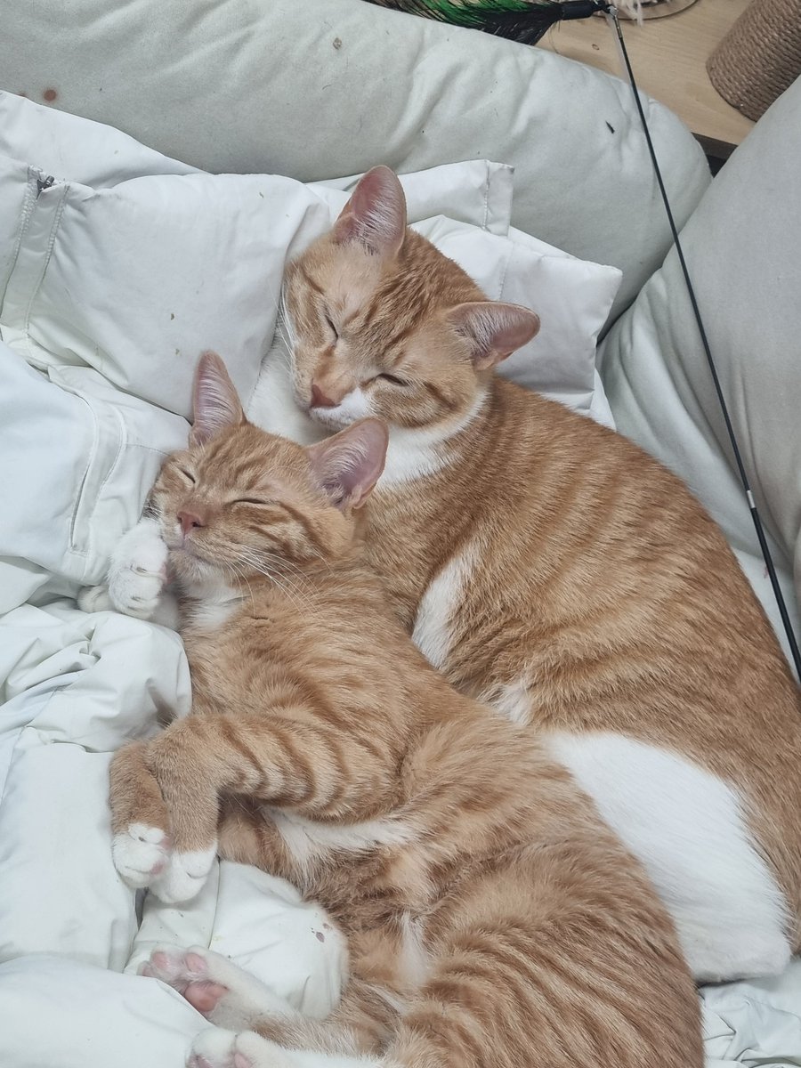 casa_delgatto tweet media