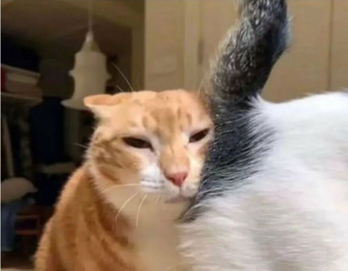 ☎️: tuuu tuuuu
eu: alô? 📞