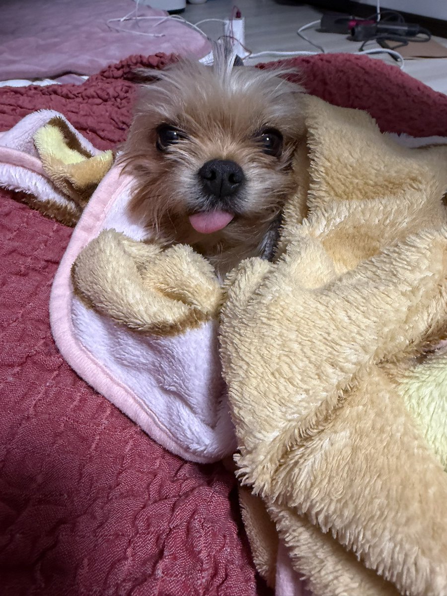 ぱんちゃん