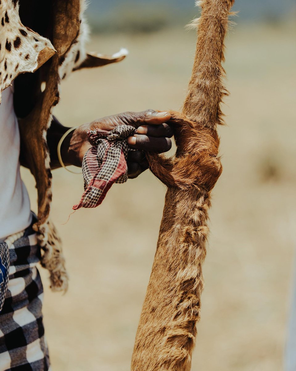 SundiHkm's tweet image. A senior elder adorned in traditional attire from the Karamojong community in Karamoja, Uganda. A custodian of culture and tradition.

📸: @josh_dago_ 

#ExploreUganda |#CulturalTourism