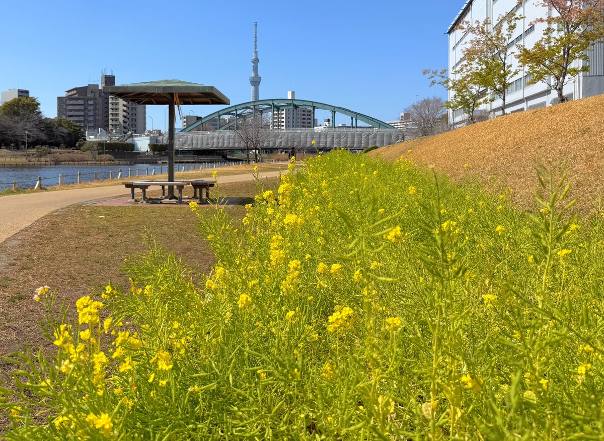 ハッチャン：ランニングアドバイザー tweet media