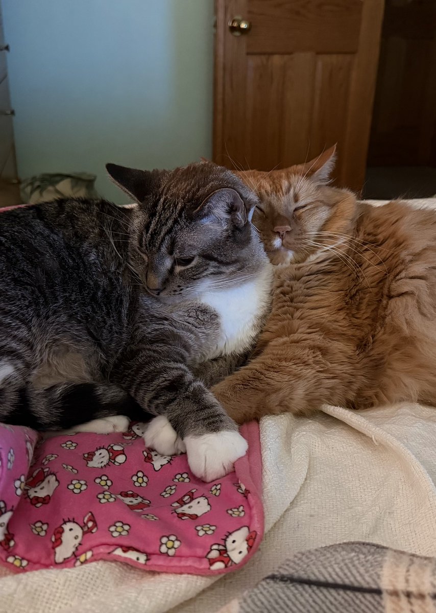 🐛🌷Dean🦋🪴 tweet media