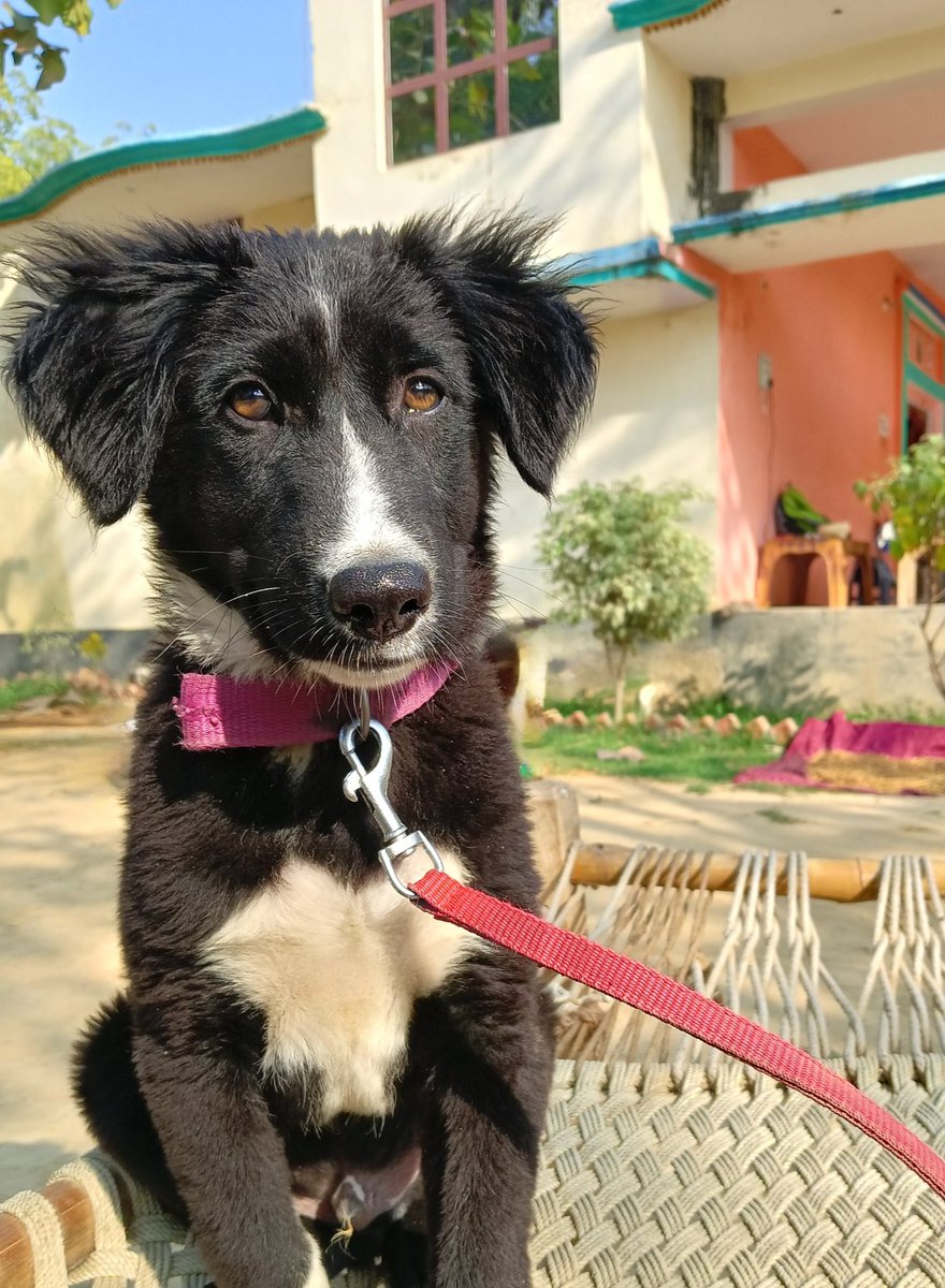 Ankit Pandey tweet media