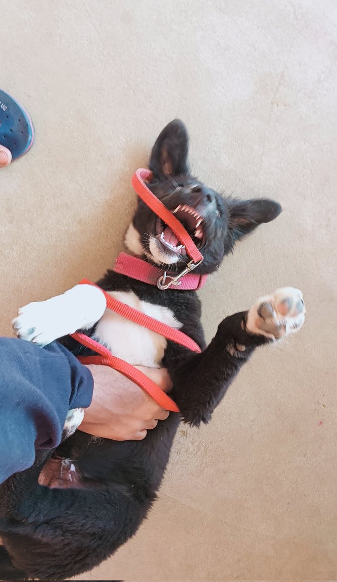 Ankit Pandey tweet media